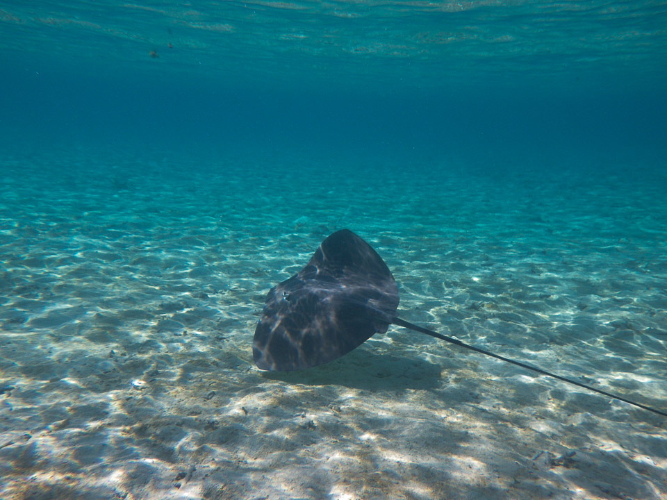 IMGP1321.jpg Sous l eau - Bora Bora - Copyright : See Otherwise 2012 - 2026